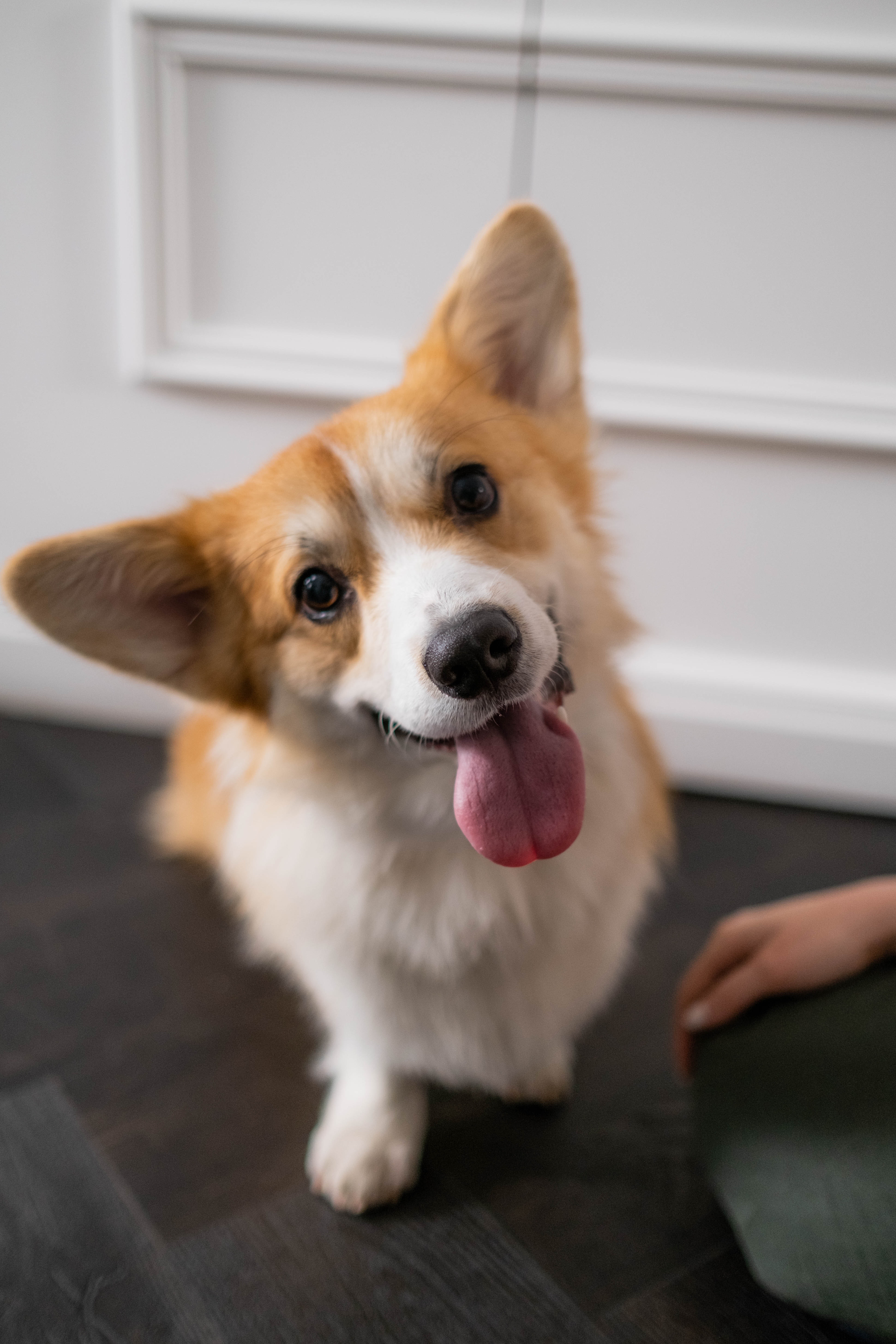 Photo by Ron Lach : https://www.pexels.com/photo/a-cute-corgi-puppy-in-close-up-shot-7792647/