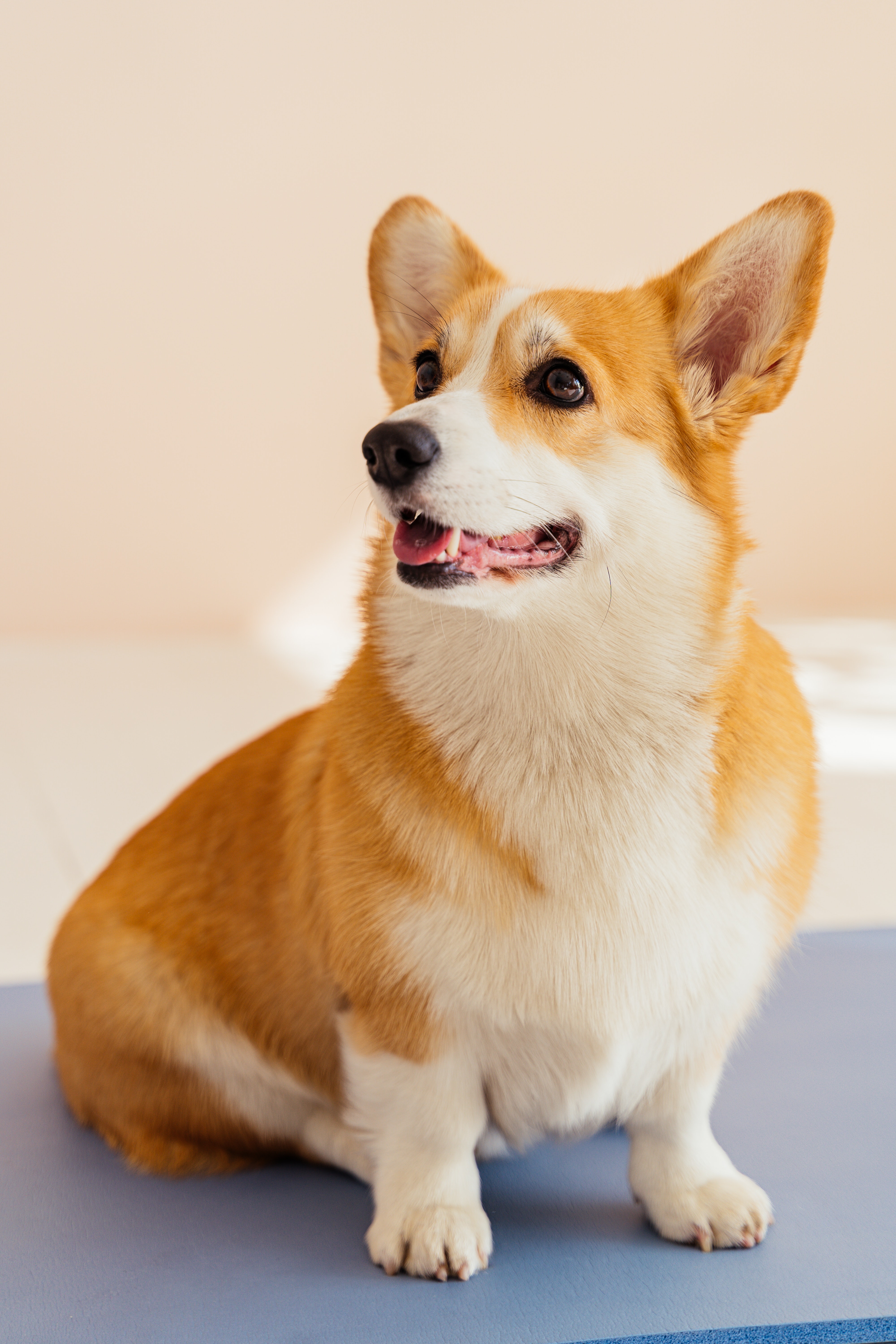 Photo by ANTONI SHKRABA: https://www.pexels.com/photo/close-up-shot-of-a-corgi-dog-sitting-7524671/