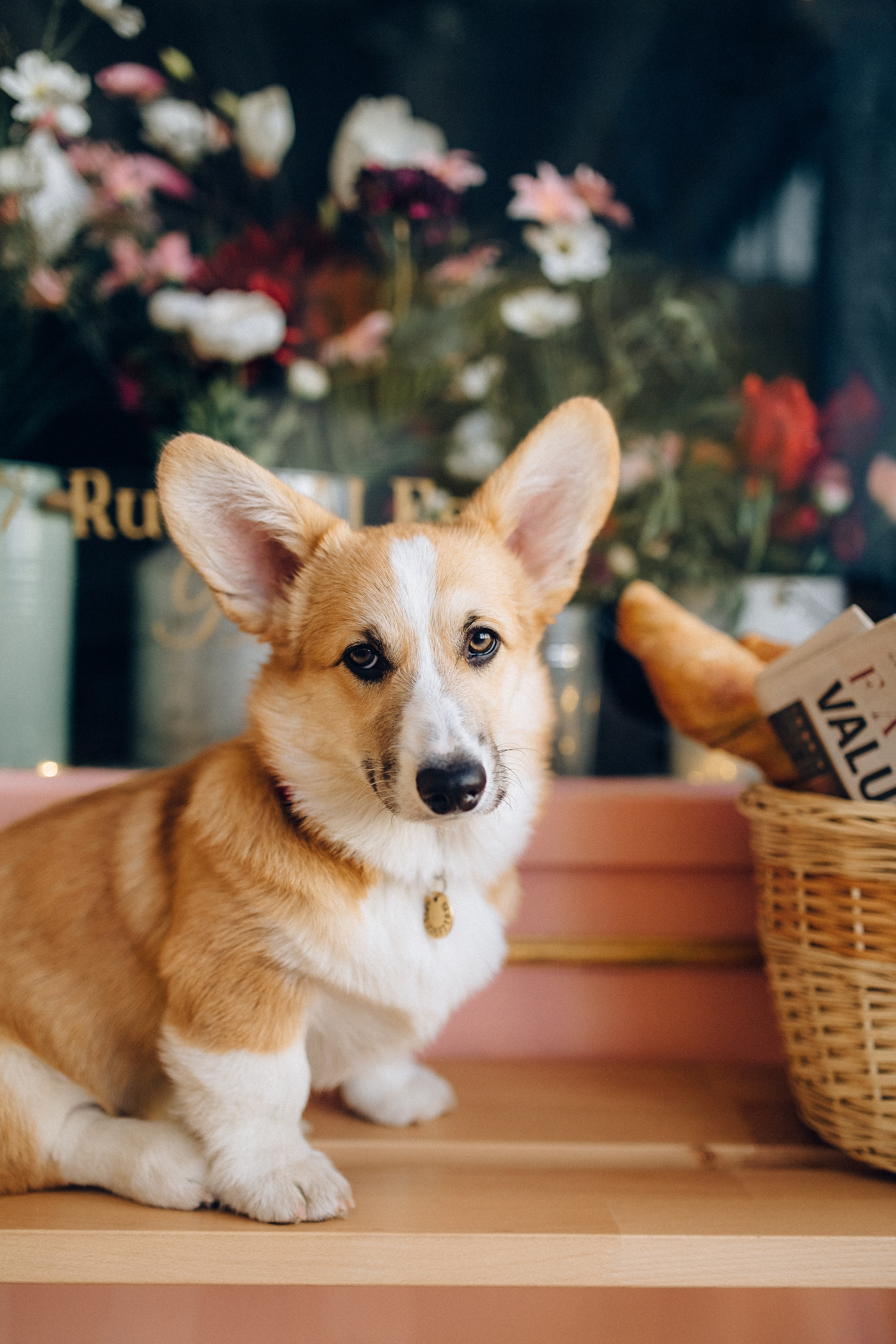 Photo by Nataliya Vaitkevich: https://www.pexels.com/photo/close-up-shot-of-a-dog-4444939/h