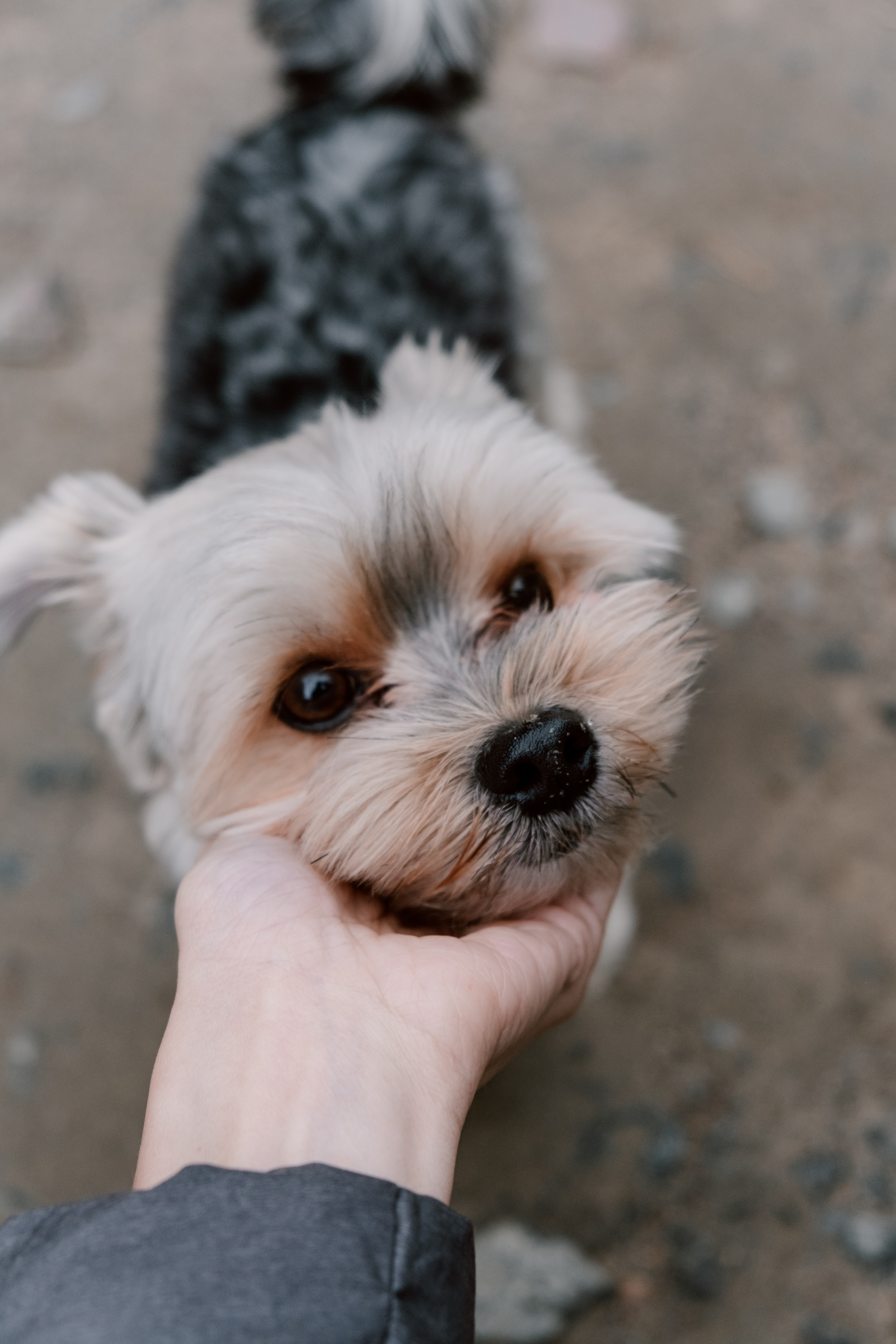 Photo by cottonbro: https://www.pexels.com/photo/person-holding-white-and-brown-long-coated-small-dog-5966250/