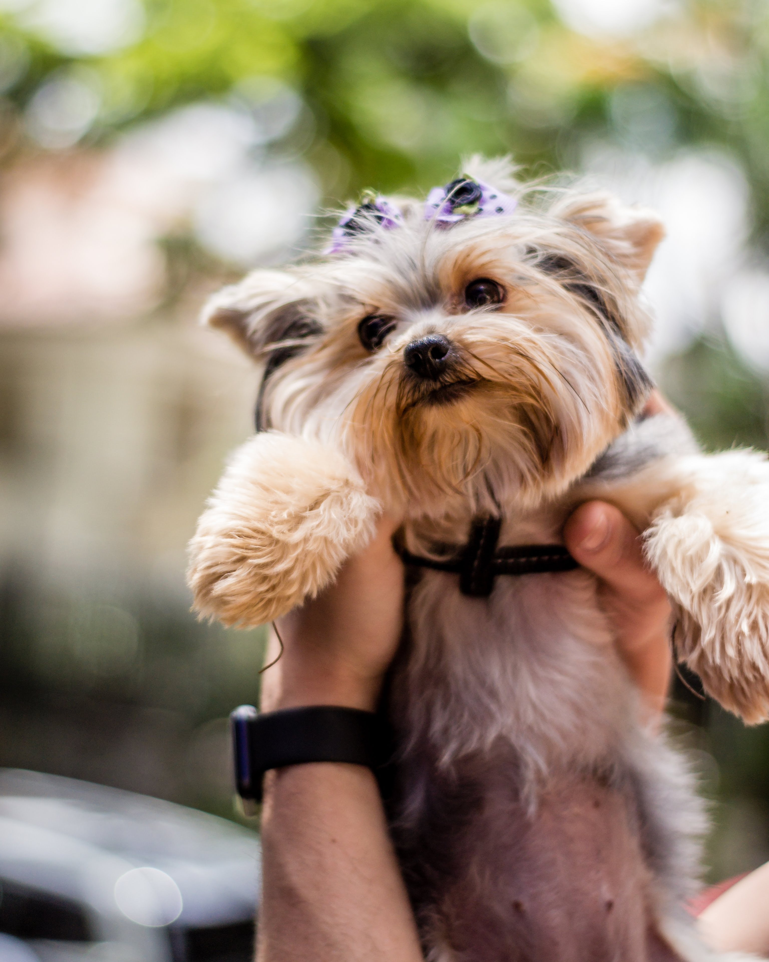 Photo by Dayvison de Oliveira Silva: https://www.pexels.com/photo/man-with-little-funny-yorkshire-terrier-in-hands-5734203